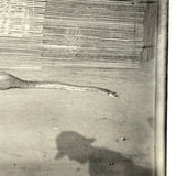SOLD Boa Having Eaten an Antelope, With Excellent Sleuthy Shadow, Earlyish 20th C. French Photograph