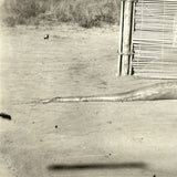 SOLD Boa Having Eaten an Antelope, With Excellent Sleuthy Shadow, Earlyish 20th C. French Photograph