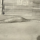 SOLD Boa Having Eaten an Antelope, With Excellent Sleuthy Shadow, Earlyish 20th C. French Photograph