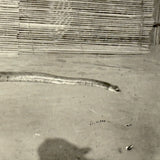 SOLD Boa Having Eaten an Antelope, With Excellent Sleuthy Shadow, Earlyish 20th C. French Photograph