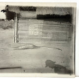 SOLD Boa Having Eaten an Antelope, With Excellent Sleuthy Shadow, Earlyish 20th C. French Photograph