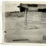 SOLD Boa Having Eaten an Antelope, With Excellent Sleuthy Shadow, Earlyish 20th C. French Photograph