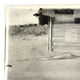SOLD Boa Having Eaten an Antelope, With Excellent Sleuthy Shadow, Earlyish 20th C. French Photograph