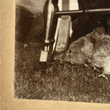 Boy in Suit with Fur Rug and Patterns Everywhere (on Grass???), Wonderful Antique Mounted Photo