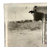 SOLD Boa Having Eaten an Antelope, With Excellent Sleuthy Shadow, Earlyish 20th C. French Photograph