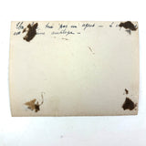 SOLD Boa Having Eaten an Antelope, With Excellent Sleuthy Shadow, Earlyish 20th C. French Photograph