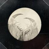 Whole World in a Gesture, C. 1920s-40s Velox Print Micrograph