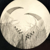 Whole World in a Gesture, C. 1920s-40s Velox Print Micrograph