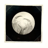 Whole World in a Gesture, C. 1920s-40s Velox Print Micrograph