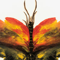 Painted Cutout Butterly with Fine Antennae!