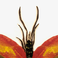 Painted Cutout Butterly with Fine Antennae!
