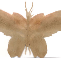 Painted Cutout Butterly with Fine Antennae!
