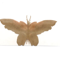 Painted Cutout Butterly with Fine Antennae!