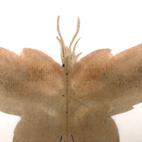 Painted Cutout Butterly with Fine Antennae!