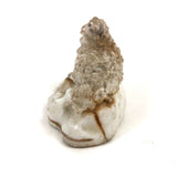 Very Endearing Early Staffordshire Little Lamb