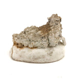 Very Endearing Early Staffordshire Little Lamb