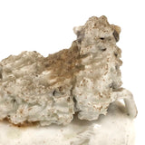 Very Endearing Early Staffordshire Little Lamb