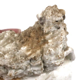 Very Endearing Early Staffordshire Little Lamb