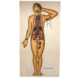 Circulatory System, Old Anatomical Illustration with Great Pose
