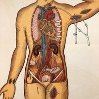 Circulatory System, Old Anatomical Illustration with Great Pose