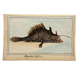 Another Stunning Hybrid: Twice Watercolored 1794 Shaw & Nodder Copper Engraving of Streaked Lophius