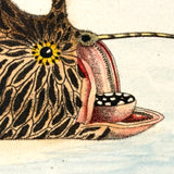 Another Stunning Hybrid: Twice Watercolored 1794 Shaw & Nodder Copper Engraving of Streaked Lophius