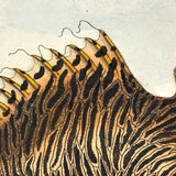 Another Stunning Hybrid: Twice Watercolored 1794 Shaw & Nodder Copper Engraving of Streaked Lophius