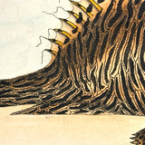 Another Stunning Hybrid: Twice Watercolored 1794 Shaw & Nodder Copper Engraving of Streaked Lophius