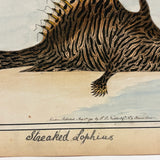 Another Stunning Hybrid: Twice Watercolored 1794 Shaw & Nodder Copper Engraving of Streaked Lophius