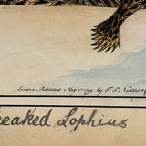 Another Stunning Hybrid: Twice Watercolored 1794 Shaw & Nodder Copper Engraving of Streaked Lophius