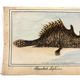 Another Stunning Hybrid: Twice Watercolored 1794 Shaw & Nodder Copper Engraving of Streaked Lophius