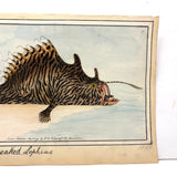 Another Stunning Hybrid: Twice Watercolored 1794 Shaw & Nodder Copper Engraving of Streaked Lophius