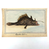 Another Stunning Hybrid: Twice Watercolored 1794 Shaw & Nodder Copper Engraving of Streaked Lophius