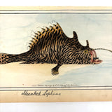 Another Stunning Hybrid: Twice Watercolored 1794 Shaw & Nodder Copper Engraving of Streaked Lophius