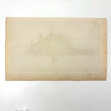 Another Stunning Hybrid: Twice Watercolored 1794 Shaw & Nodder Copper Engraving of Streaked Lophius
