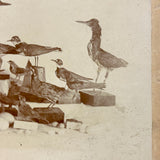 Carefully Arranged Flock of Taxidermy Shore Birds, with Eggs, Antique Albumen Cabinet Card