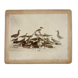 Carefully Arranged Flock of Taxidermy Shore Birds, with Eggs, Antique Albumen Cabinet Card