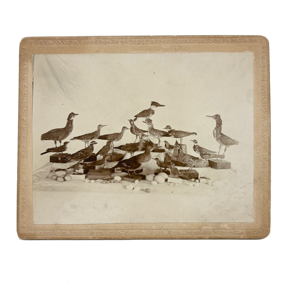 Carefully Arranged Flock of Taxidermy Shore Birds, with Eggs, Antique Albumen Cabinet Card