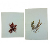 Victorian Amateur Pressed Sea Moss Collection--Mixed Lot, As Found