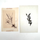 Victorian Amateur Pressed Sea Moss Collection--Mixed Lot, As Found