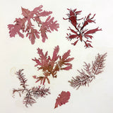 Victorian Amateur Pressed Sea Moss Collection--Mixed Lot, As Found