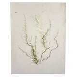 Victorian Amateur Pressed Sea Moss Collection--Mixed Lot, As Found