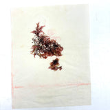Victorian Amateur Pressed Sea Moss Collection--Mixed Lot, As Found