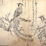 Marvelously Expressive Birds in Nature, Japanese Edo Period (1830-40s) Sketchbook of Original Ink Drawings