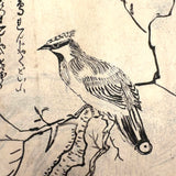 Marvelously Expressive Birds in Nature, Japanese Edo Period (1830-40s) Sketchbook of Original Ink Drawings