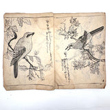Marvelously Expressive Birds in Nature, Japanese Edo Period (1830-40s) Sketchbook of Original Ink Drawings