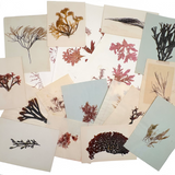Victorian Amateur Pressed Sea Moss Collection--Mixed Lot, As Found
