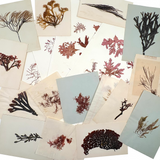 Victorian Amateur Pressed Sea Moss Collection--Mixed Lot, As Found