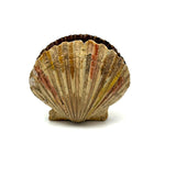 Scallop Shell in Polychrome, Excellent Antique Pin Cushion with Red Velvet Interior