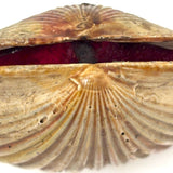 Scallop Shell in Polychrome, Excellent Antique Pin Cushion with Red Velvet Interior